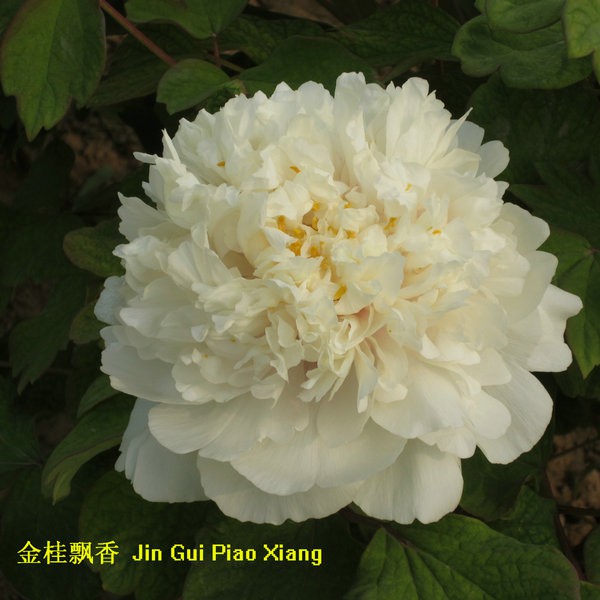 image003 image003