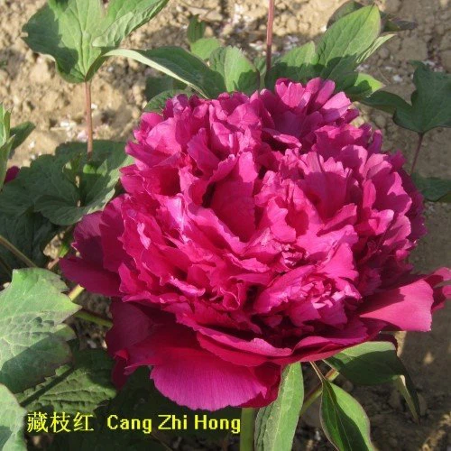 Purple Large Flowered Peony best