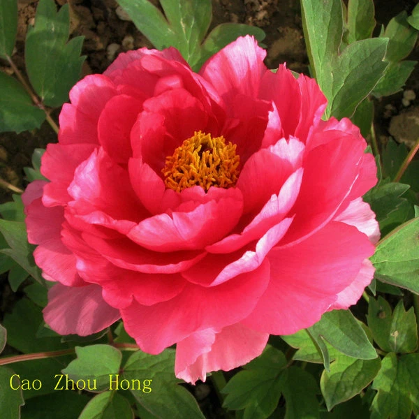 Red Peony Seedlings