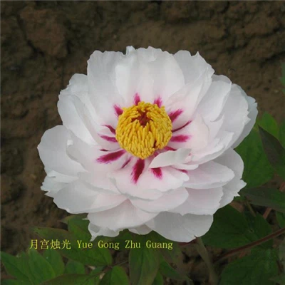 Sufruticosa 'Yue Gong Zhu Guang'