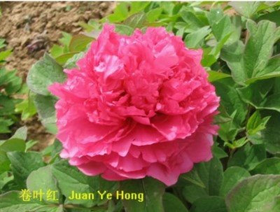 Árbol Peonía Juan Ye Hong