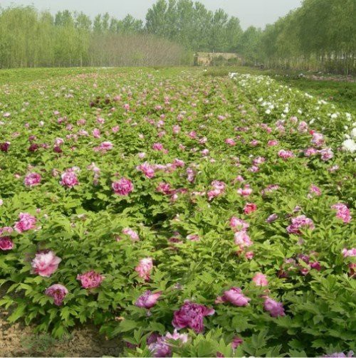 Tree Peony Juan Ye Hong best